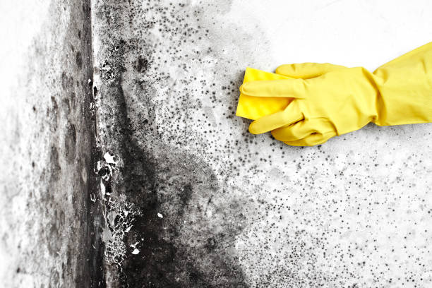 Best White Mold Remediation in Akwesasne, NY