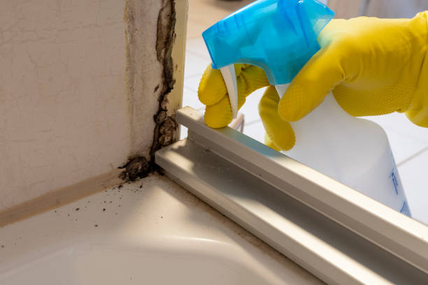 Best Mold Remediation for Specific Building Types in Akwesasne, NY
