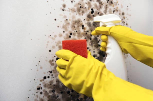 Best Residential Mold Remediation in Akwesasne, NY